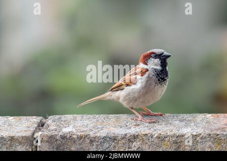 Male house sparrow on garden wall Stock Photo