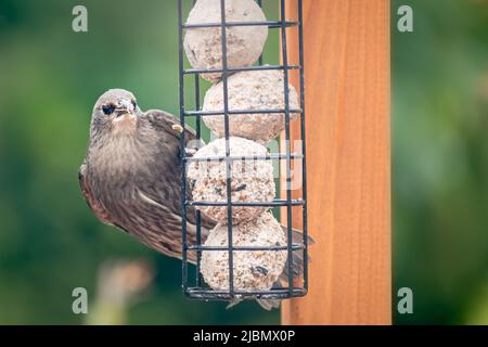 Juvenile fledgling starling feeding on suet balls Stock Photo