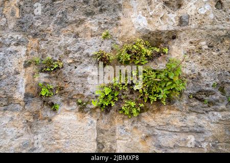 Ferns growing in an old stone wall which is part of an old house in Lisbon, capital city of Lisbon Stock Photo