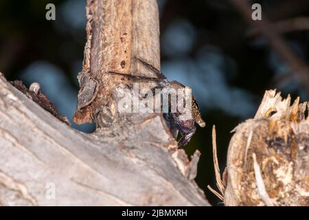 Islamorada, Florida in the keys. Mangrove tree crab, (Aratus pisonii) is a scavenger and predator of small invertebrates and some protists. Stock Photo