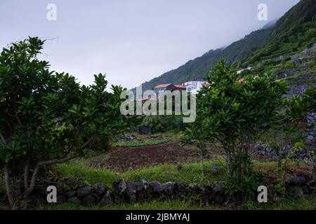 São Jorge, Portugal - 13 August 2021 : Fajã dos Vimes Stock Photo