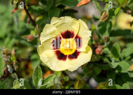 Cistus x halimiocistus wintonensis 'Merrist Wood Cream' a summer flowering shrub plant with a yellow and maroon summertime flower commonly known as Wi Stock Photo