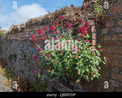 Red valerian 'centranthus ruber' a summer autumn fall flowering plant with a red pink summertime flower sometimes known as fox's brush, stock photo im Stock Photo