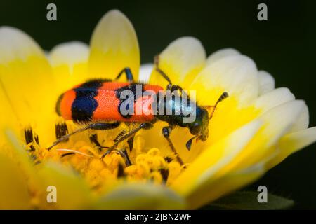 Colorful checkered beetle (Trichodes apiarius, Cleridae) sitting in a flower Stock Photo
