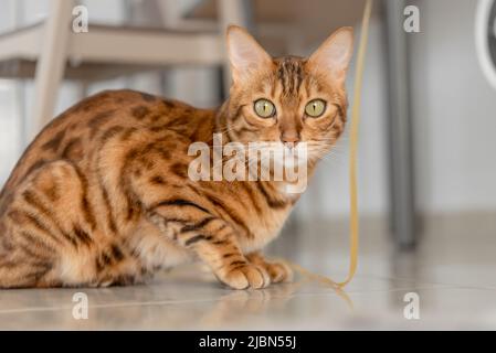 Portrait of a domestic Bengal cat sitting on the floor in the room. Stock Photo