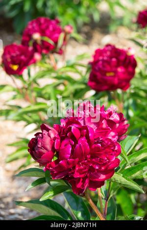 Peony 'Peter Brand' in bloom in a garden Stock Photo - Alamy