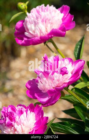 Beautiful, Paeonia lactiflora, Purple, Pink, Flower, Peonies, Peony 'Santa Fe', Portrait