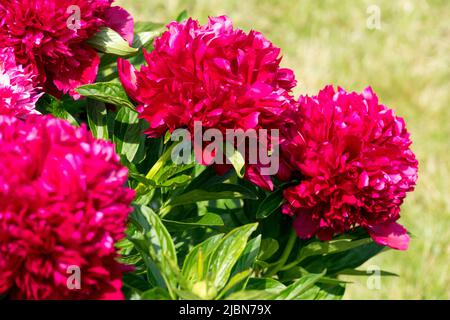Red, Peonies 'Red Charm', Paeonia lactiflora, Peony 'Red Charm', Peony, Fragrant, Flowers Stock Photo