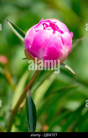 Pink bud on Stem, Budding Flower, Paeonia lactiflora, Peony opening Peony "Claire Dubois" Stock Photo