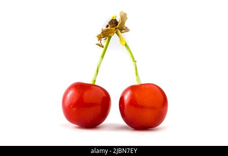 Two red cherries isolated on white Stock Photo