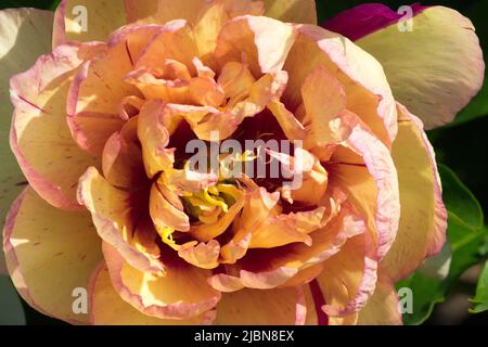 Attractive Single Flower Itoh Peony 'Callies Memory' Peony Intersectional Paeonia Large Bloom Flowering Paeonia 'Callies Memory' Hybrid Stock Photo