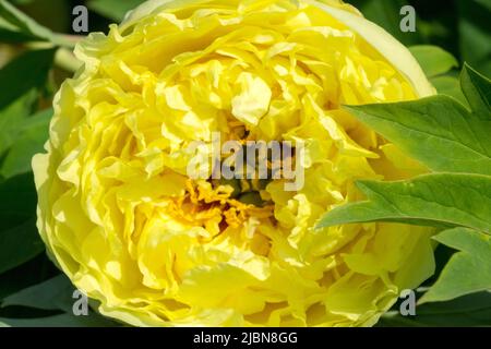 Single Flower Itoh Peony Intersectional Hybrid Paeonia 'Yellow Crown' Large Flower Head Bloom Peony Yellow Crown Flowering Peonies Blooms Attractive Stock Photo