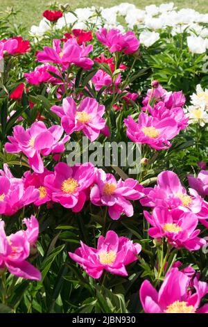 Paeonia lactiflora 'Schwindt', Peony, Flowers, Purple, Peonies, Beautiful, Garden Stock Photo