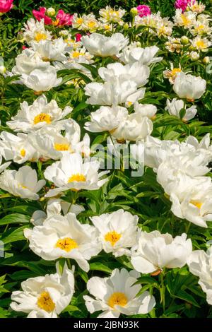 Attractive, White, Peonies, Paeonia lactiflora, Herbaceous, Plants, In, Garden, Peony Stock Photo