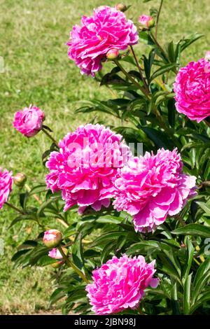 Fragrant herbaceous pink peony flower in bloom Stock Photo - Alamy