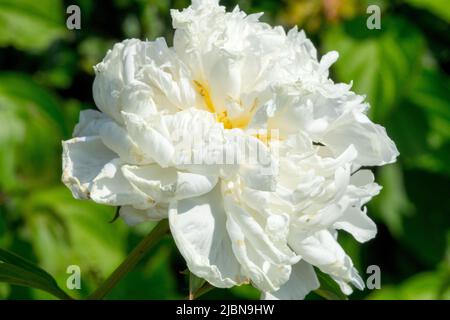 Large bloom White Paeonia lactiflora "Mrs Edward Harding" White peony flower on green Stock Photo