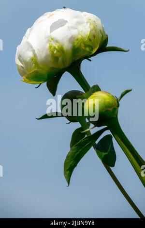 Paeonia, Bud, White, Paeonia lactiflora, Flower, Budding, Peony "Snow Cloud", Peonies Stock Photo