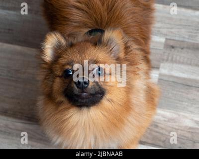 The puppy looks out from under the table. Stock Photo