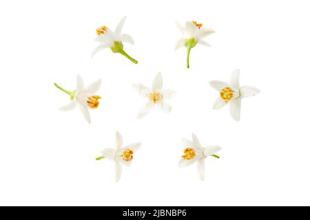 Neroli white flower in different positions set isolated on white. Citrus bloom. Seven orange tree blossoms. Stock Photo