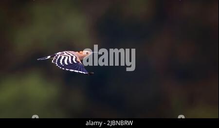 Beautiful Hoopoe captured in his magnificent flight, the best photo. Stock Photo