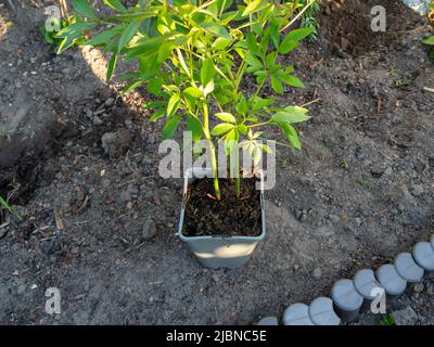 Spring gardening, rose bush transplanted from pot to flower bed Stock Photo