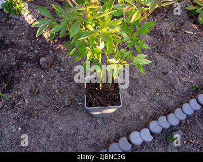 Spring gardening, rose bush transplanted from pot to flower bed Stock Photo