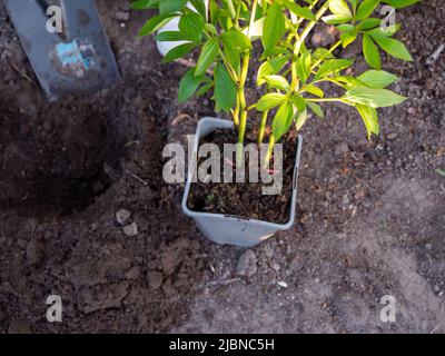 Spring gardening, rose bush transplanted from pot to flower bed Stock Photo