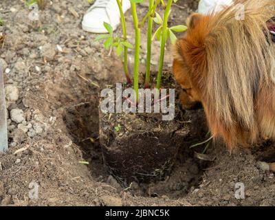 Spring gardening, rose bush transplanted from pot to flower bed Stock Photo