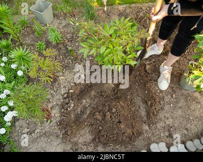 Spring gardening, rose bush transplanted from pot to flower bed Stock Photo