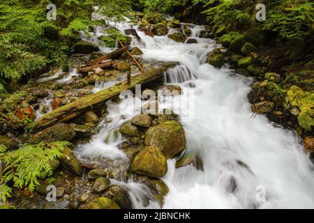 Mountain stream in the Washington Cascades crashes through evergreen trees and over a rocky stream bed and between moss covered boulders Stock Photo