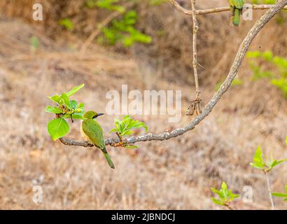 A green Bee eater perching on tree in forest Stock Photo