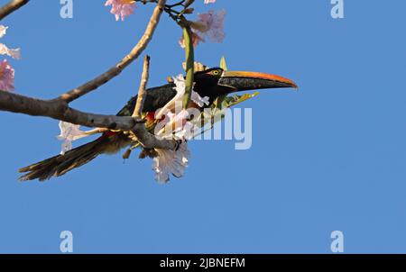 Fiery-billed Aracari (Pteroglossus frantzii) adult perched in flowering tree San Jose, Costa Rica                   March