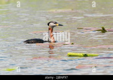 red-necked grebe, Podiceps grisegena, adult swimming on water, Danube delta, Romania Stock Photo
