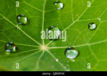 Beautiful large drops of morning dew in nature, selective focus. Drops of clean transparent water on green nasturtuim leaf. Spring summer natural background. Nature concept Stock Photo