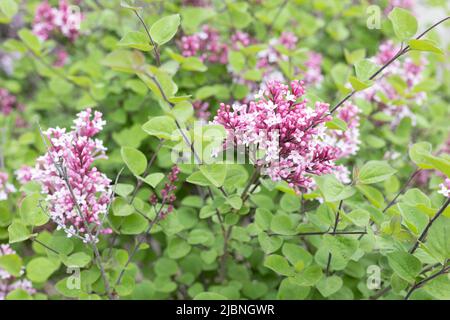 Syringa bailbelle 'Tinkerbelle' hybrid lilac. Stock Photo