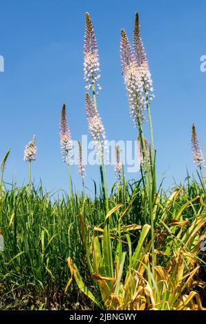 Eremurus robustus Flowering Plant Eremurus Foxtail Lily Desert Candle Growing In Garden Flower Blooms Foxtail lilies Flowers Against blue sky Blossoms Stock Photo