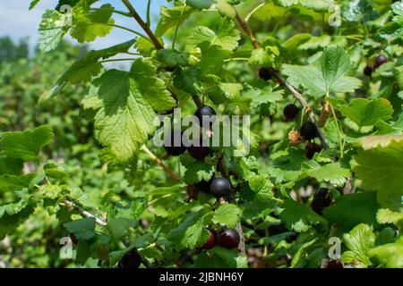 Royal de Naples old variety of black currant berries using for making sweet cassis creme liqueur in Burgundy, France Stock Photo
