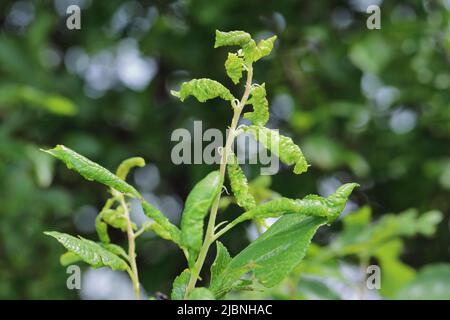 Mealy plum aphid Hyalopterus pruni infestation caused deformation of young leaves at the top of a plum tree shoot in the garden. Stock Photo