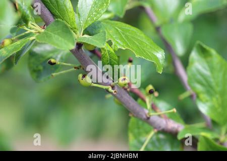 Young plums fruit damaged by Hoplocampa minuta - black prune tree Hoplocampe. It is an important pest of plums in orchards and gardens. Stock Photo