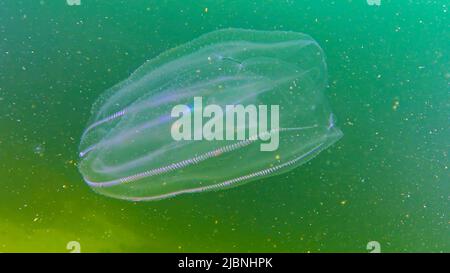 Ctenophores, comb invader to the Black Sea, jellyfish Mnemiopsis leidy. Black Sea Stock Photo