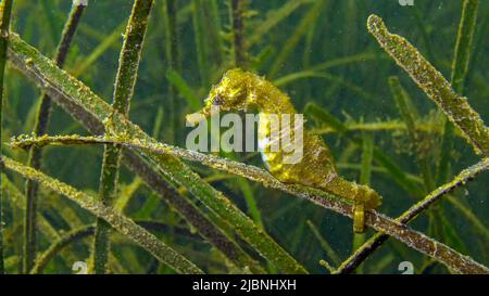 Short-snouted seahorse (Hippocampus hippocampus) in the thickets of sea grass Zostera. Black Sea. Odessa bay. Stock Photo