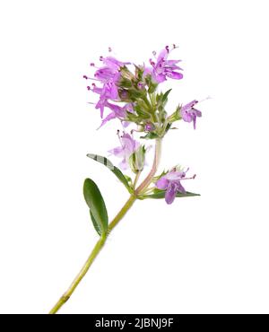 Wild thyme flowers, isolated on white background. Blooming sprigs of thymus serpyllum Stock Photo