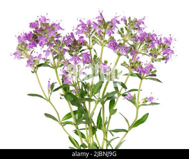 Wild thyme flowers, isolated on white background. Blooming sprigs of thymus serpyllum Stock Photo