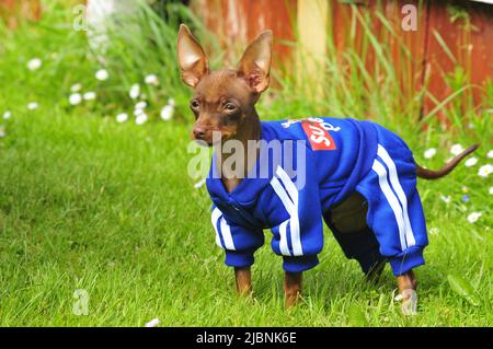 A cute, tiny puppy wearing a tracksuit and standing in the garden. Stock Photo