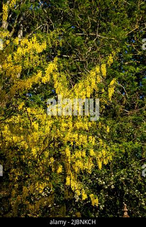 Bright yellow spring blooms on a Laburnum tree Stock Photo