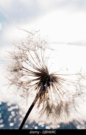 dandelion at sunset. Freedom to Wish. Seed macro closeup. Goodbye Summer. Hope and dreaming concept. Fragility. Springtime. soft focus on water droplets. Macro nature. Beautiful dew drops Stock Photo