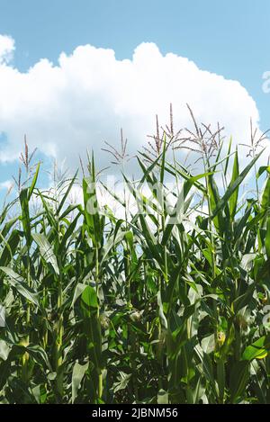 Corn field on clear sunny day. Blue sky with beautiful white clouds. Corn Ukrainian agriculture is grown for human consumption or livestock feeding in animal husbandry, high yields. Soft focus Stock Photo