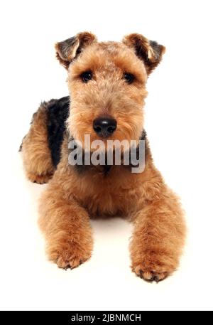 Airedale terrier dog laying isolated on a white background Stock Photo