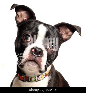 Studio shot of an adorable Boston Terrier lying on grey background ...