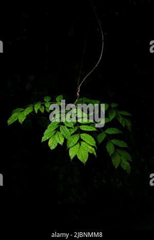 Wisteria branch with leaves isolated (background) Stock Photo
